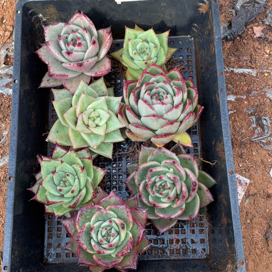 无花朵若如东云单拍B405