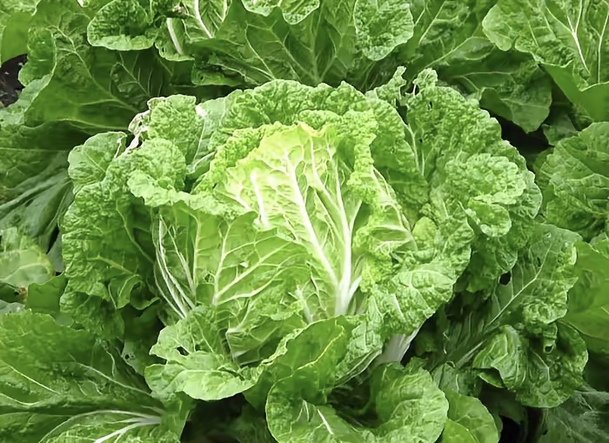 湖南湘西农家露天种植白菜新鲜食材
