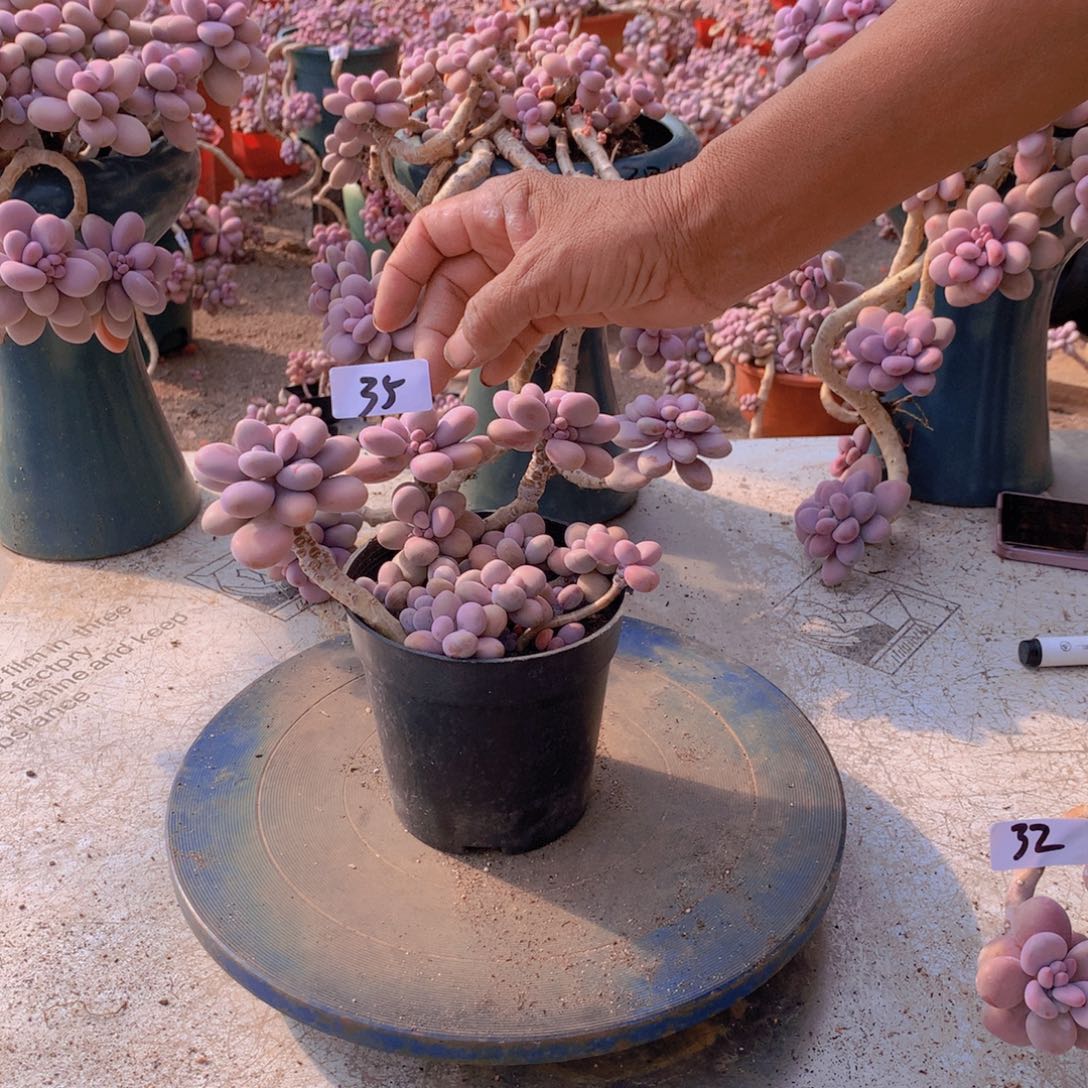 35一物一拍桃蛋老桩