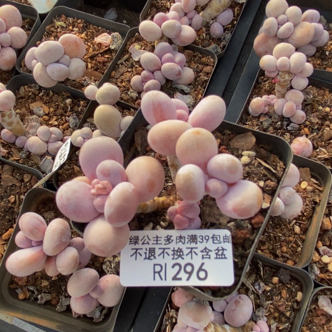 296橙奶多肉肉3cm