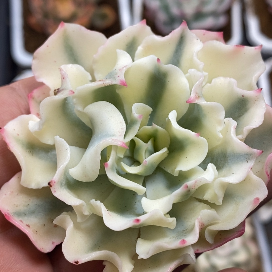 海啸海啸锦头盖无根