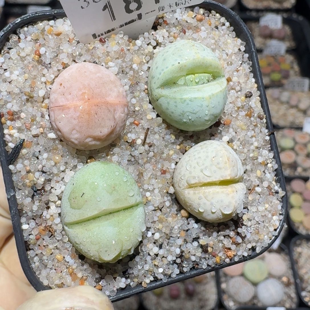 zz好货也清了1815