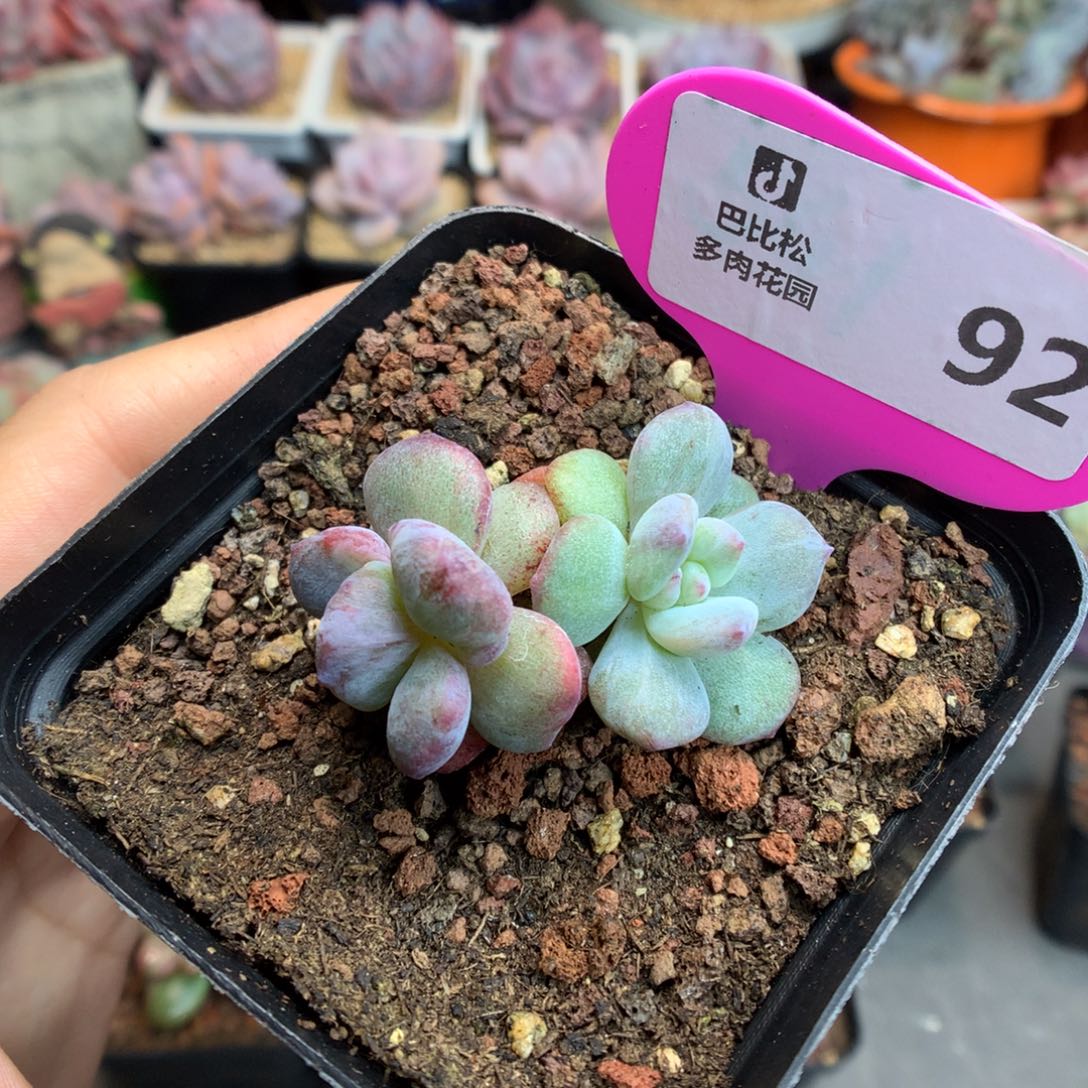 92双头异色星影石化多肉