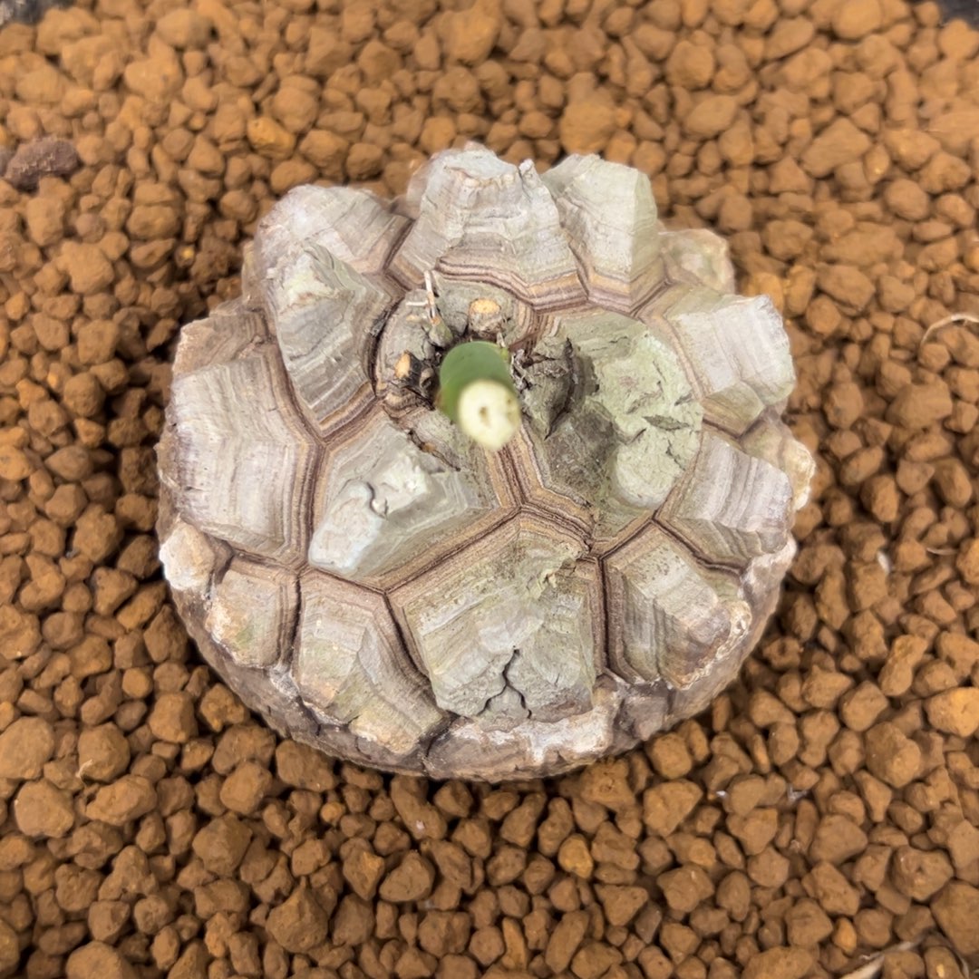 精品盆栽养定的龟甲龙813号