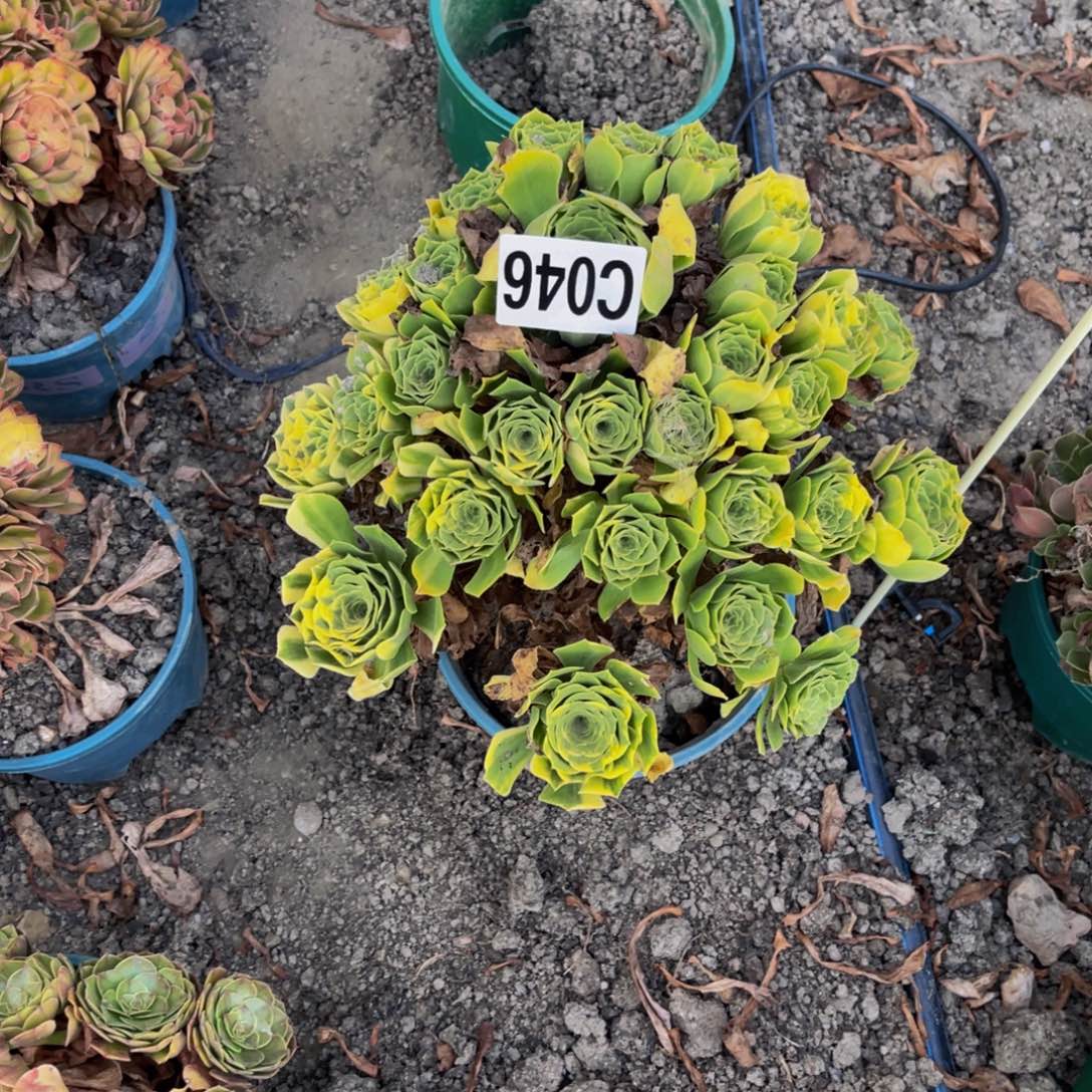 五色琉璃法师16///-24包邮