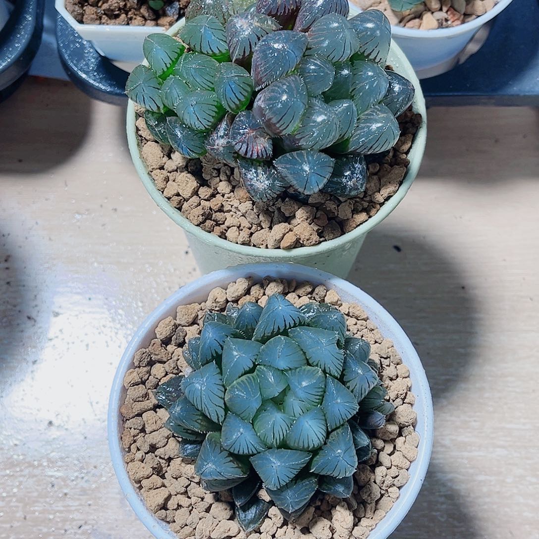 两颗肉肉都是精品