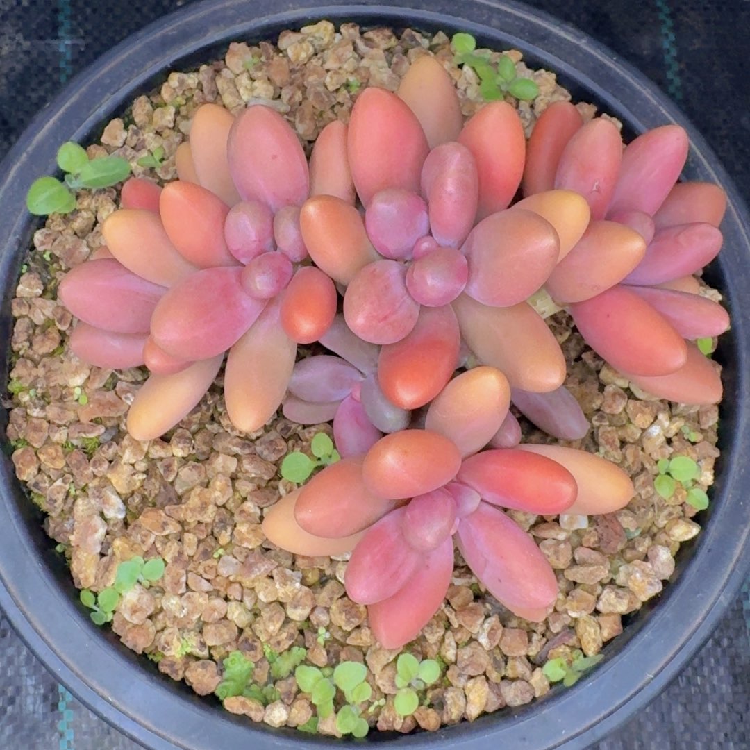 多肉植物和植物等植物为