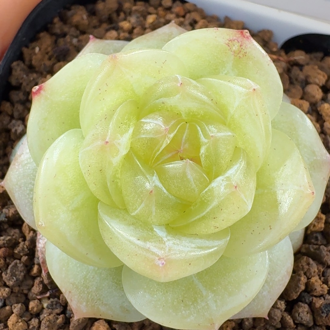 0103-59-3013单头一颗多肉