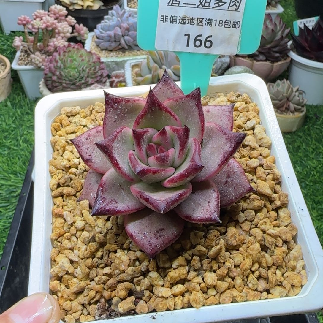 唐二姐多肉编号166