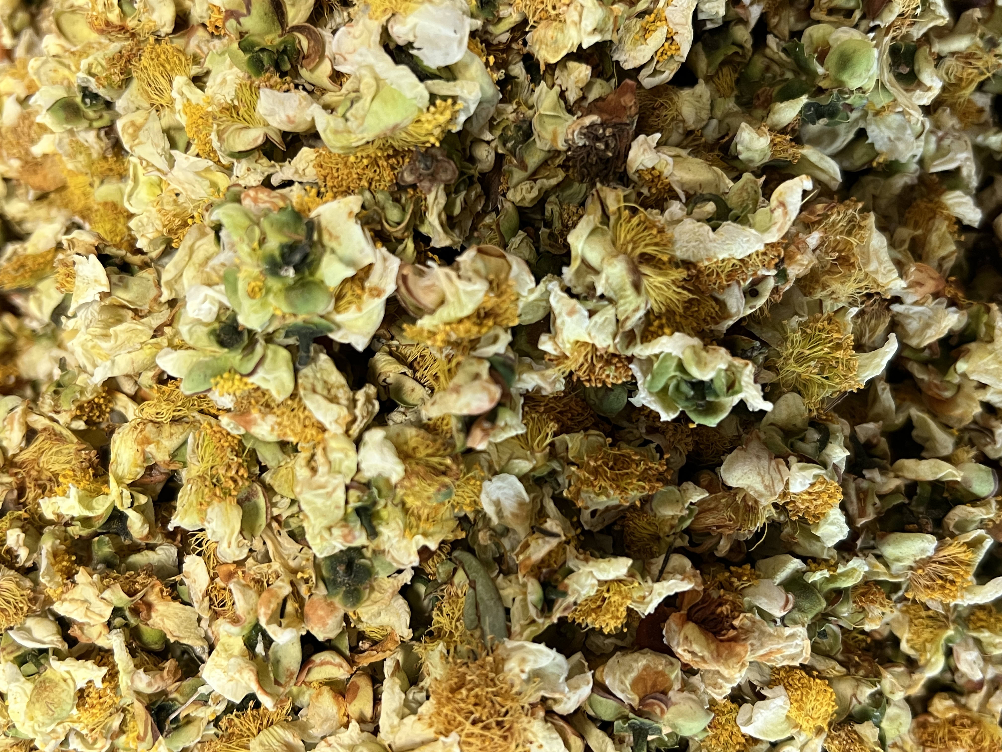 SINCE 1966/沧澜沧茶厂 2025年 冰岛老寨茶花 200克/袋