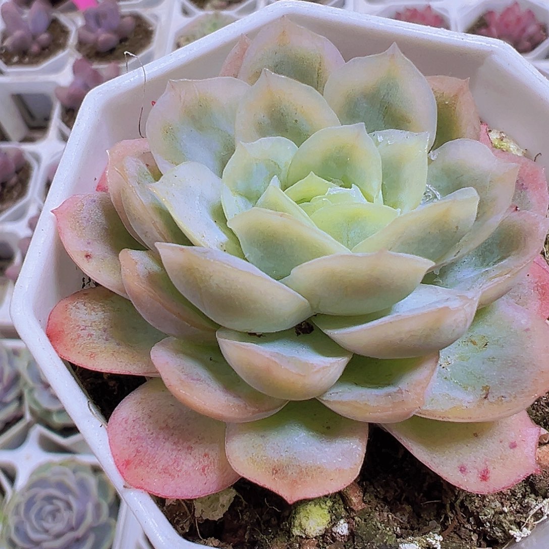 冰片锦19包邮多肉植物