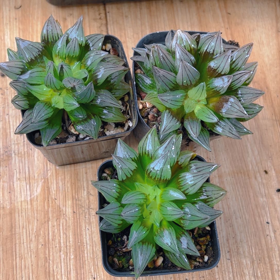 西瓜寿多肉多肉一颗