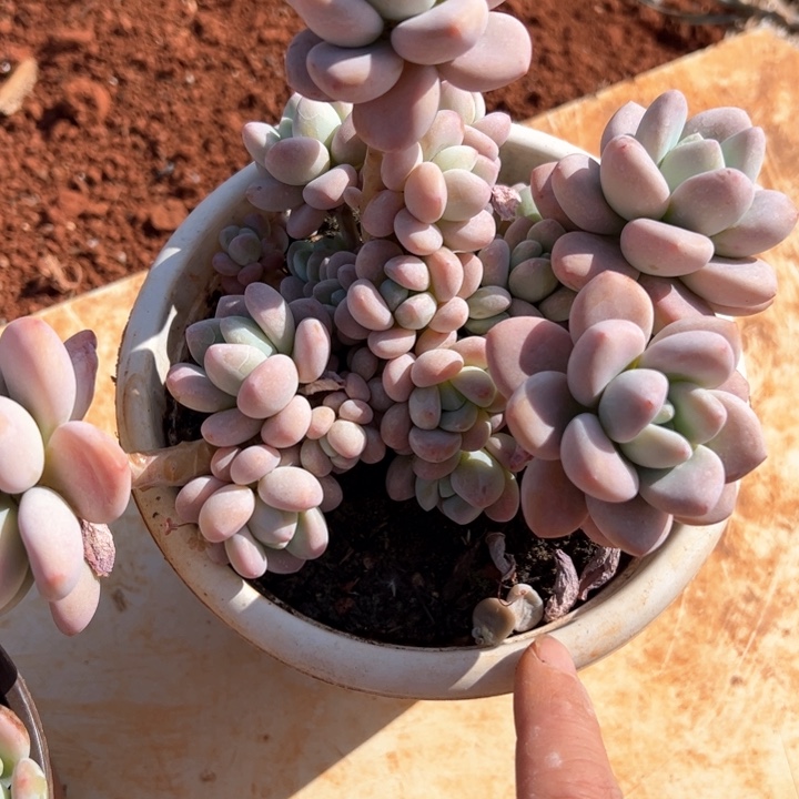 洛神多肉植物2-6