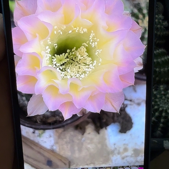 仙人球彩草歪g4153瑕疵