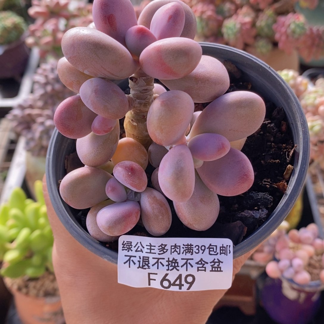 糖果桃蛋老桩7cm649多肉植物