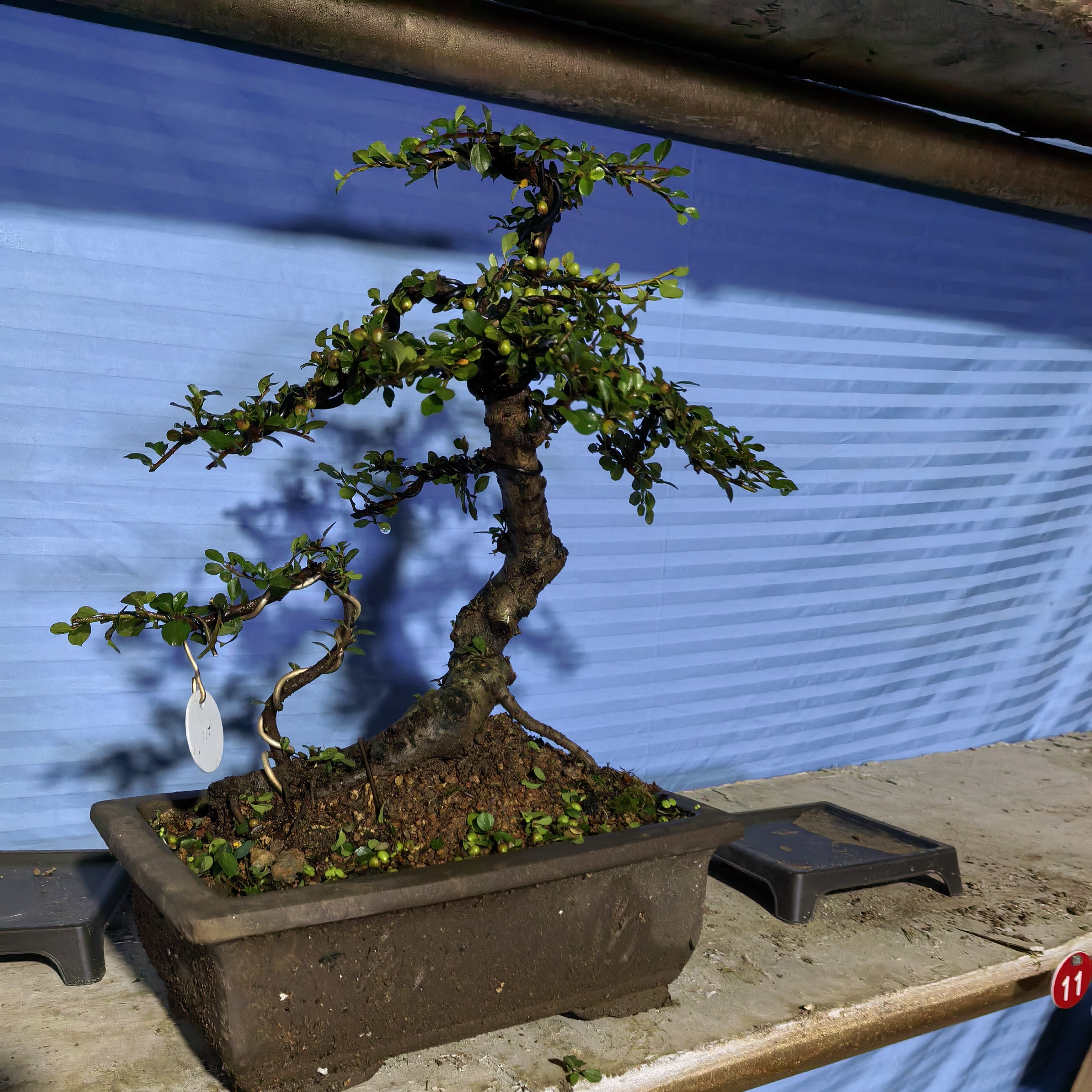 白花米叶珍珠荀子，开白花挂红果，冬天不落叶不落果，一年四季常青