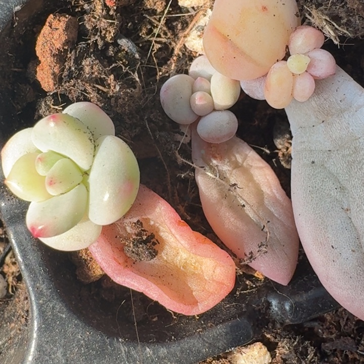 新香水白马蜜桃波波覆轮