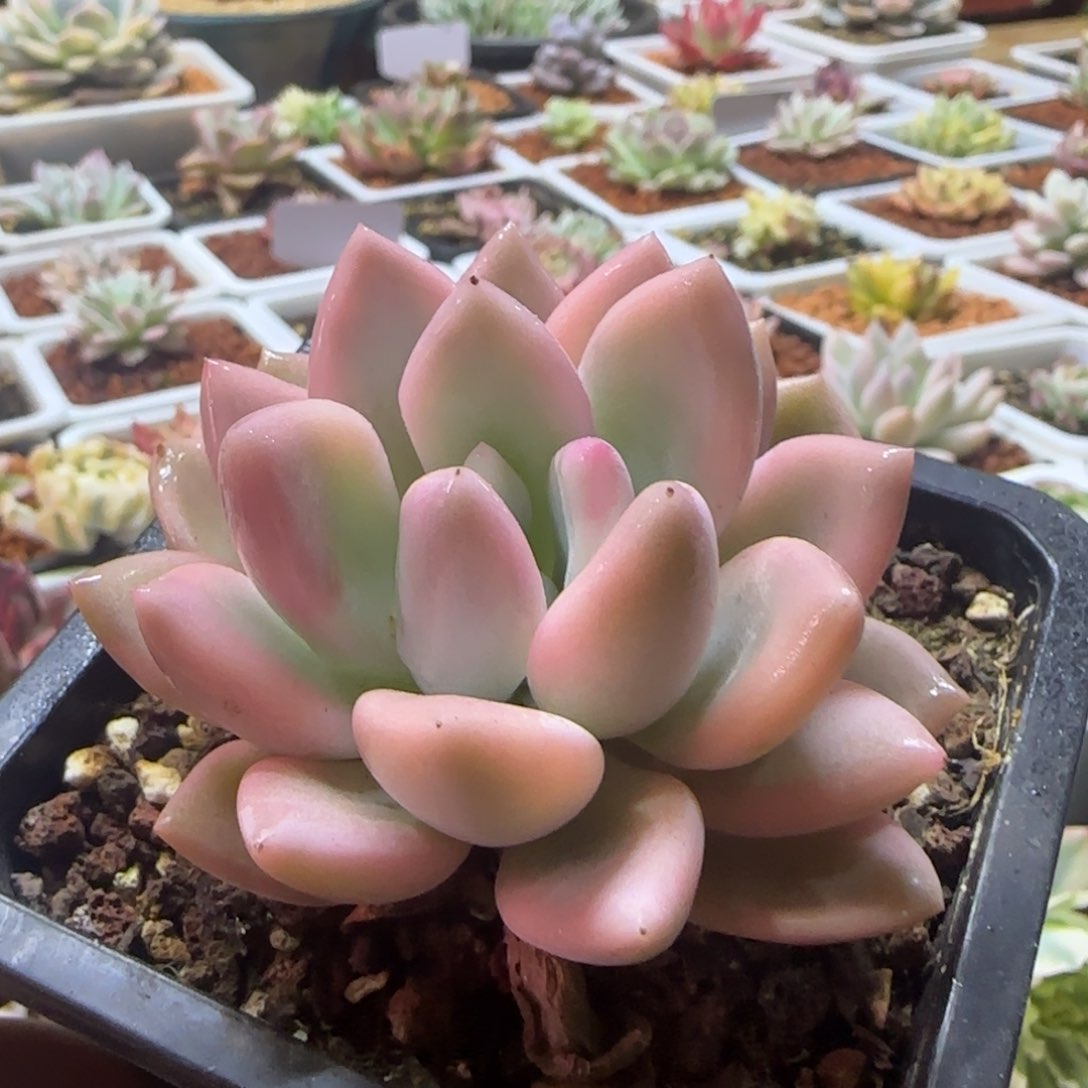 奥普锦 多肉植物