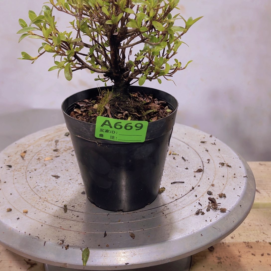 红陶直播时间一直一直