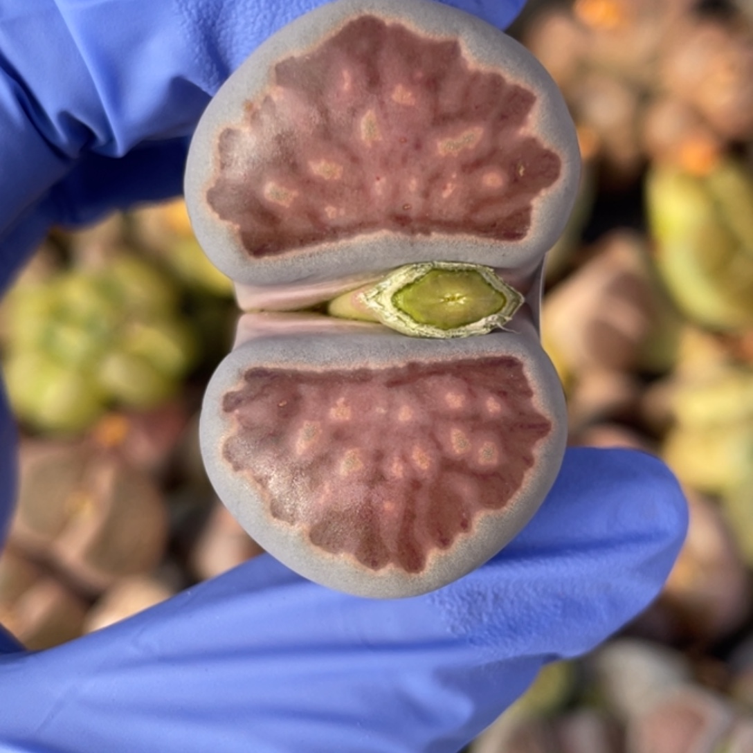 非偏远满20包邮489