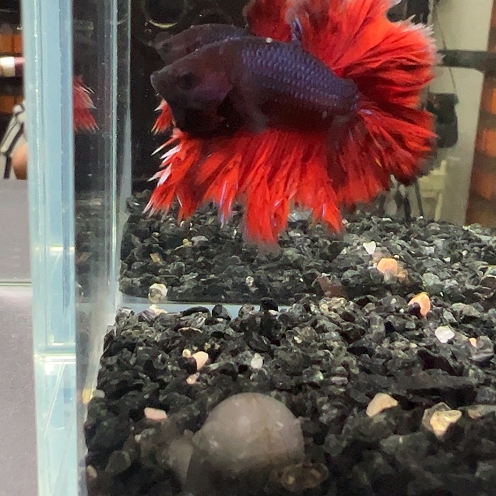 斗鱼竞拍跑单拉黑136