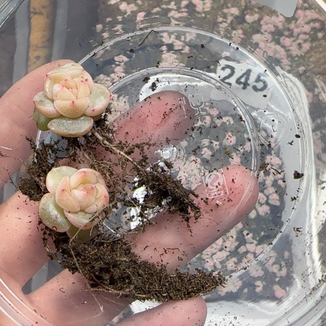 白***空407多肉2颗…白空。zzzz