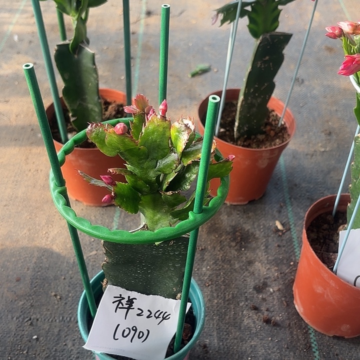 祥***云当前无花栽培后可以开花