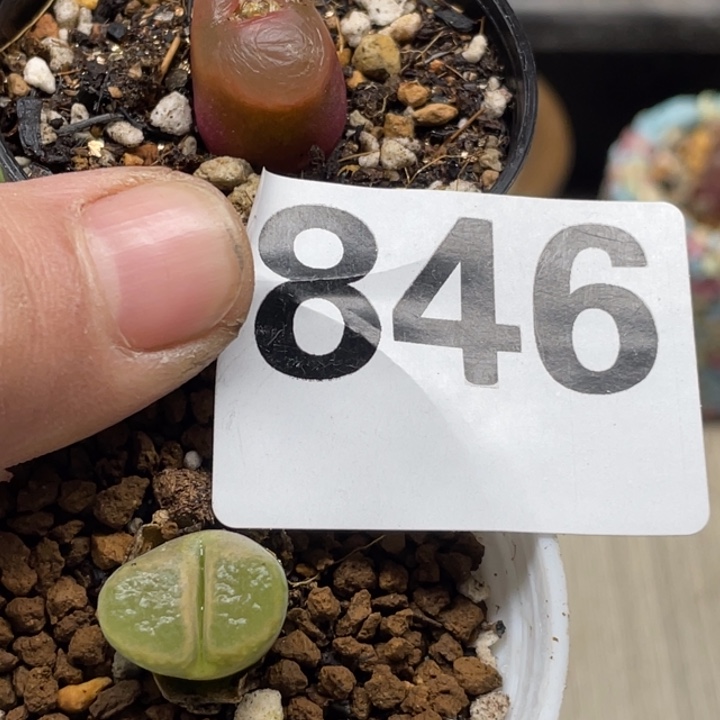 完全开放846风铃吕红