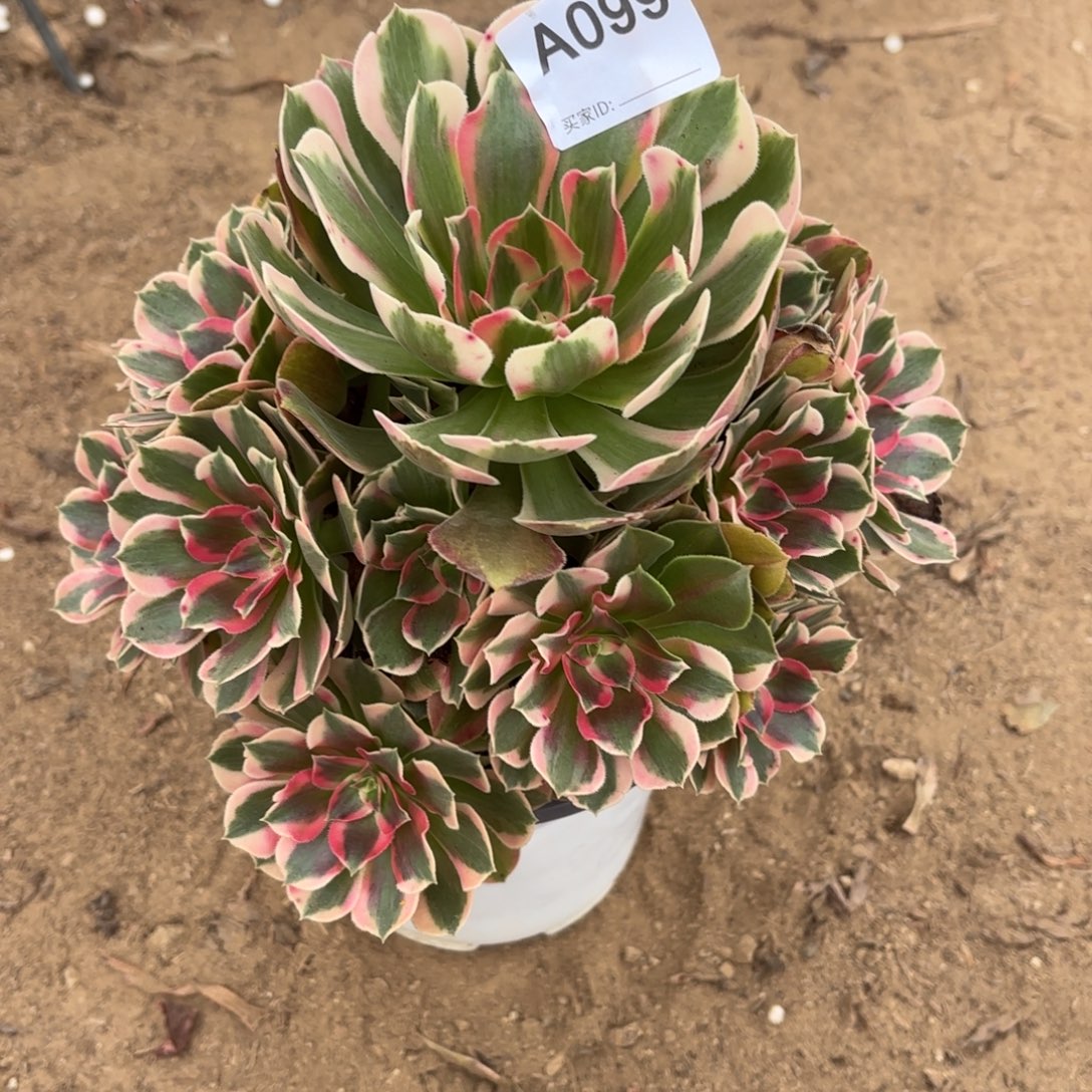 妖月多肉断枝不包99