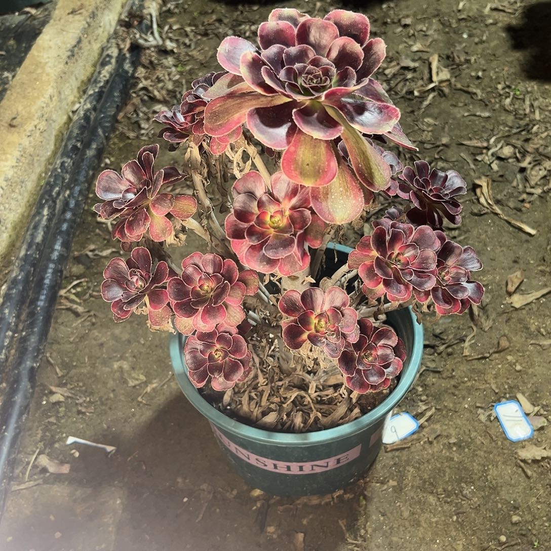 15香奈儿法师多肉植物