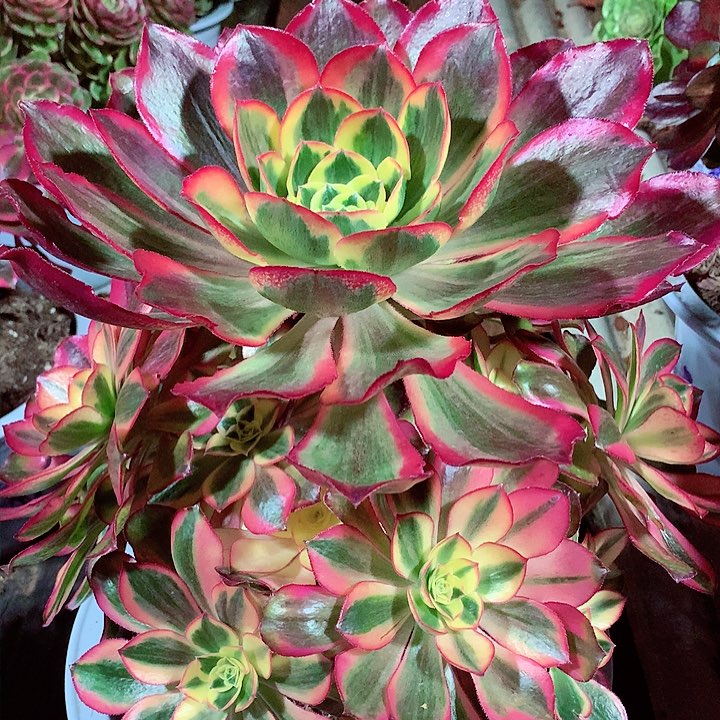 大魅影手捧花，多肉