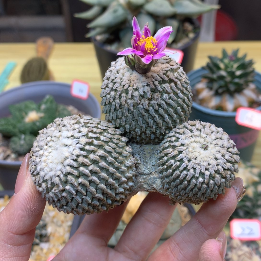      25号 自根 出根金巧殿8.5公分