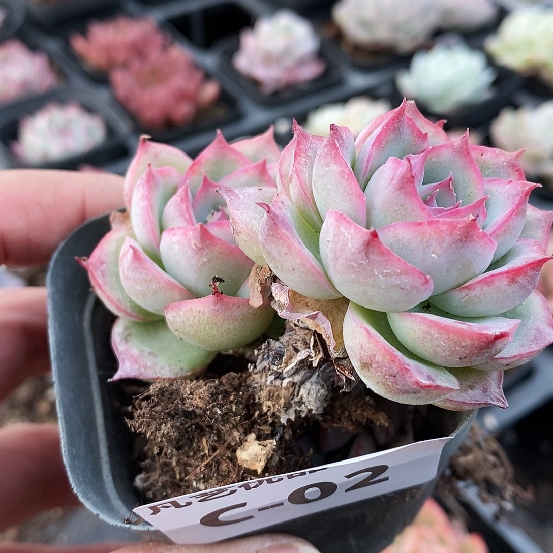 C02一物一拍满9.9包邮