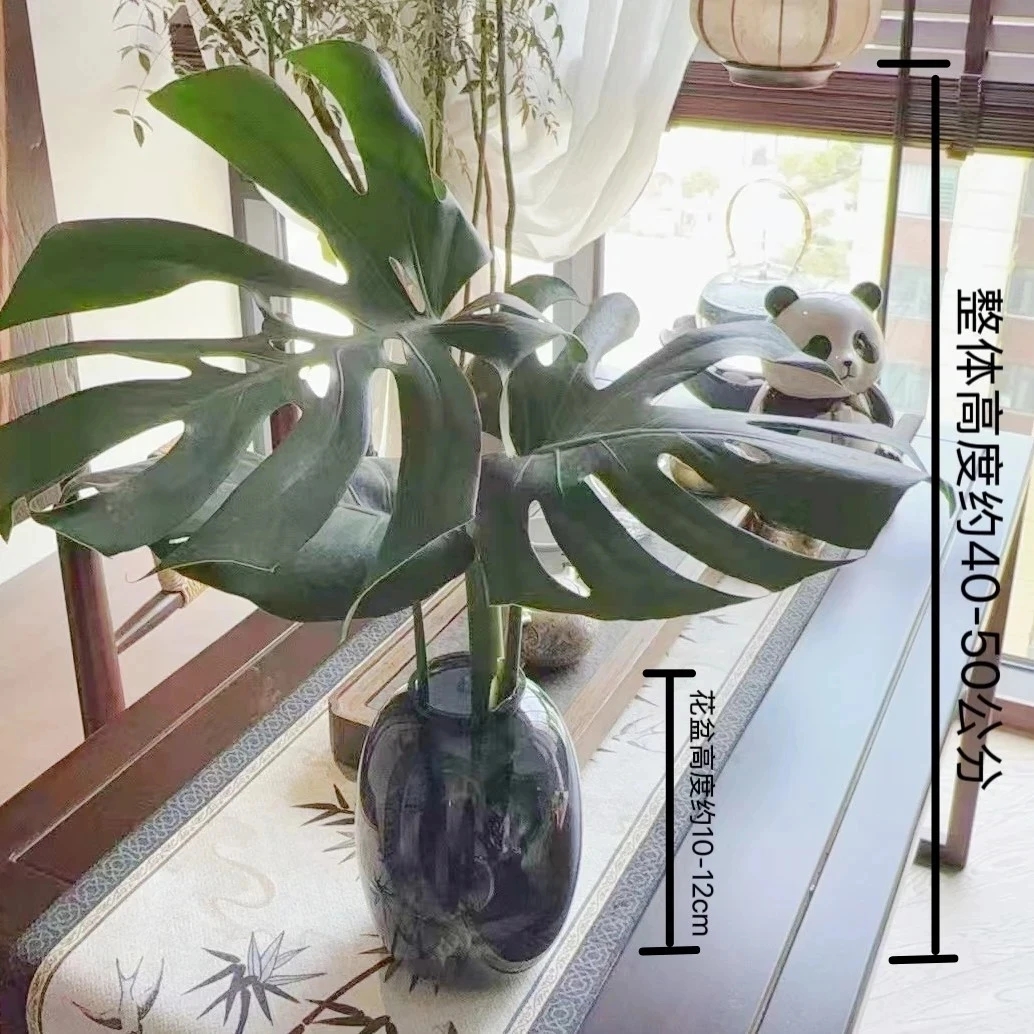 单株老桩龟背竹水培40-50公分常绿大叶配灰色塑料大肚瓶