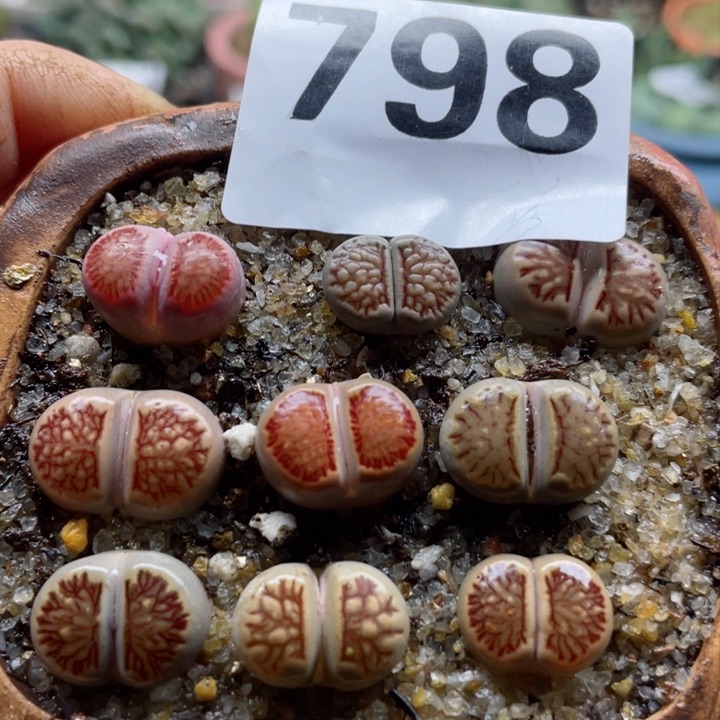 798岛田红窗锦菊带盆