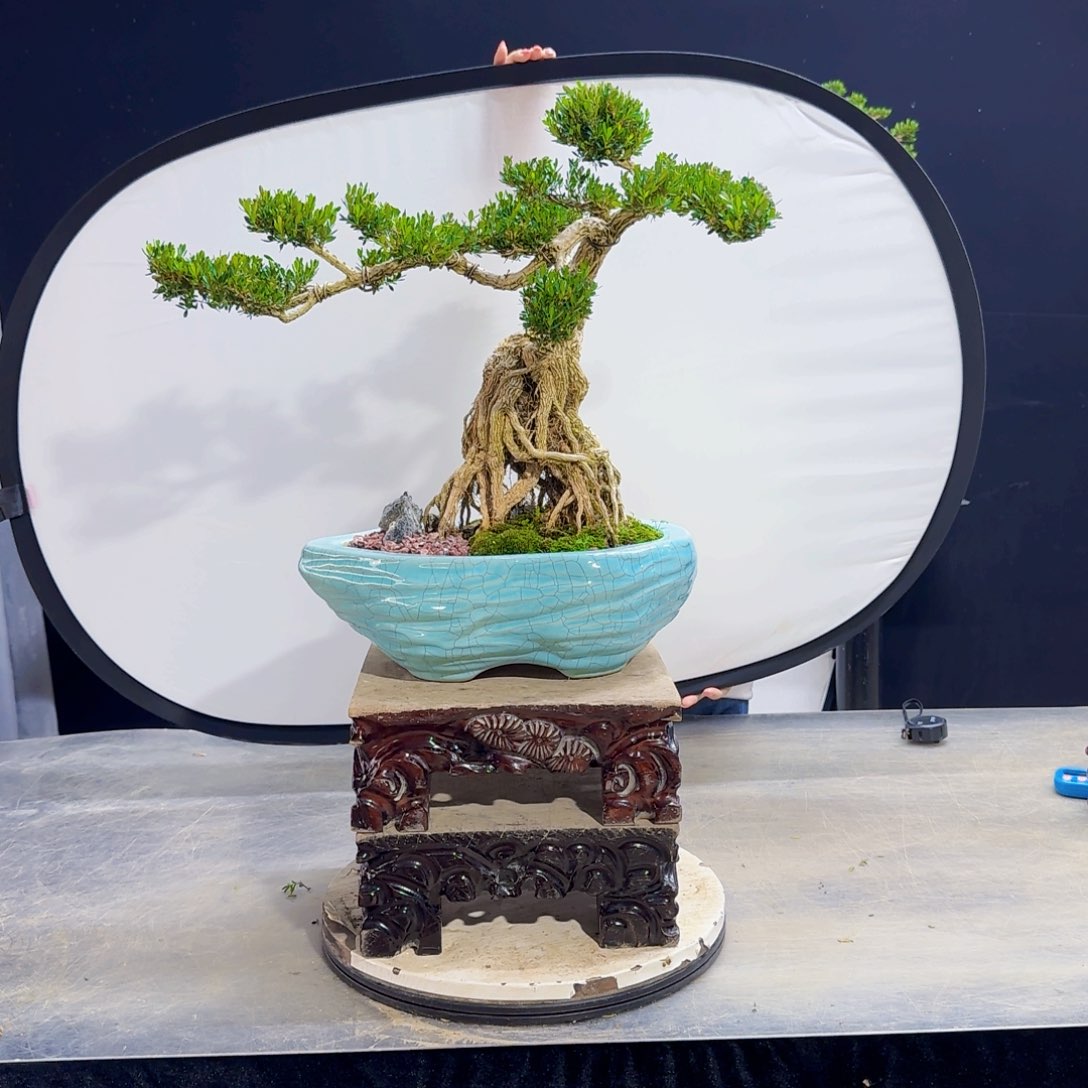 高端盆景艺术作品