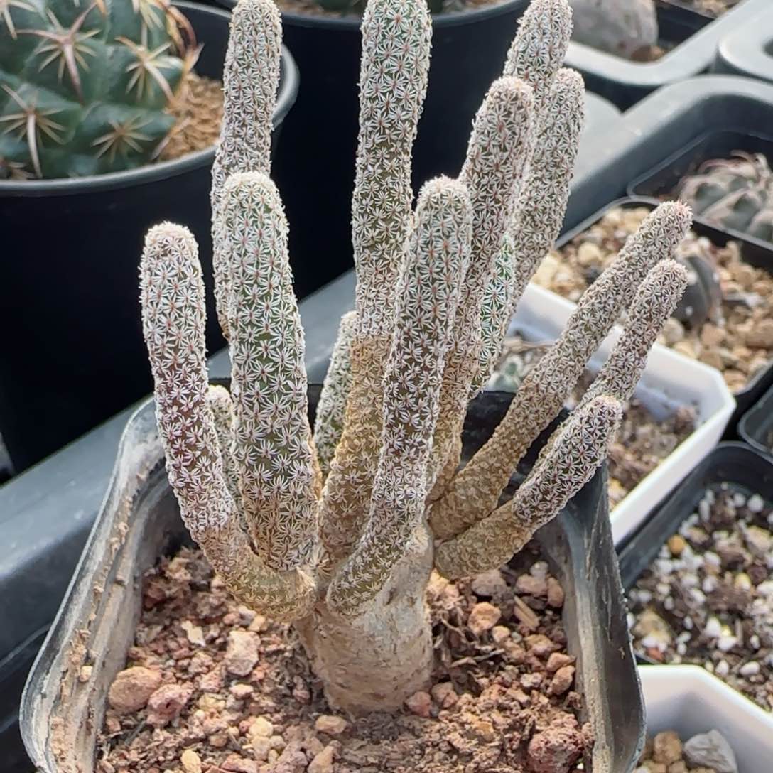 实生迷你牧师多肉