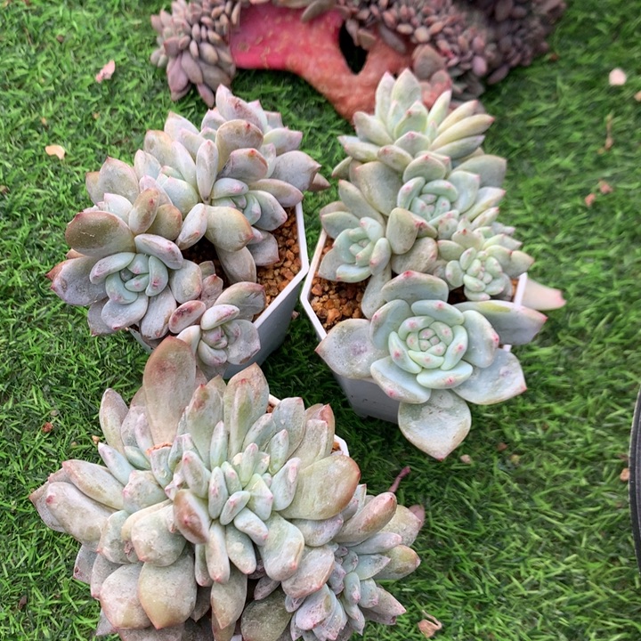 多肉植物叶插星影朵朵