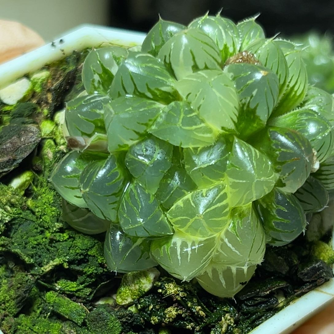 恭喜发财大吉大利833