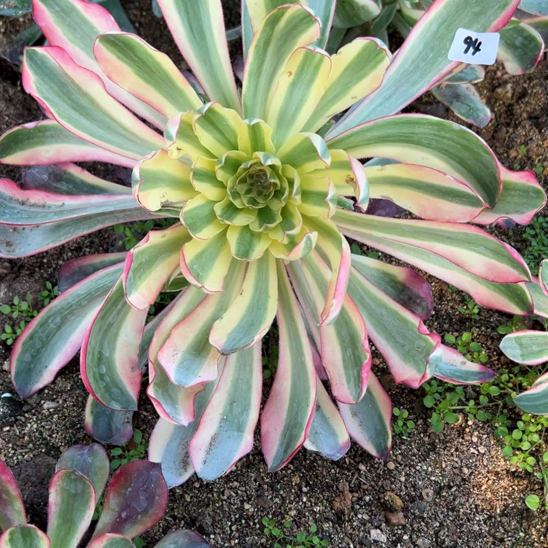 94啊波罗多肉多肉