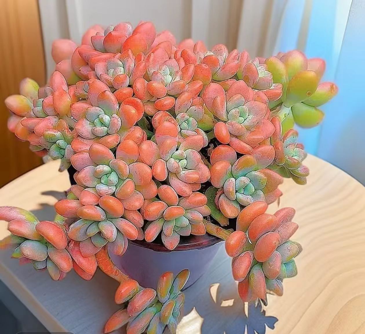 月雅家大盆香水红洛神越养越香阳台餐厅花卉盆栽多肉植物新手好养