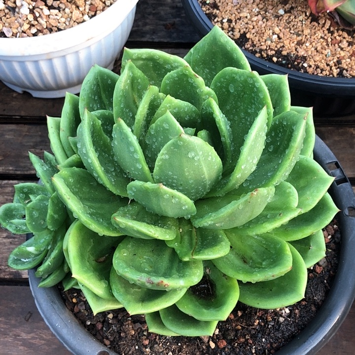 一物一拍多肉植物翠花石化拉丝