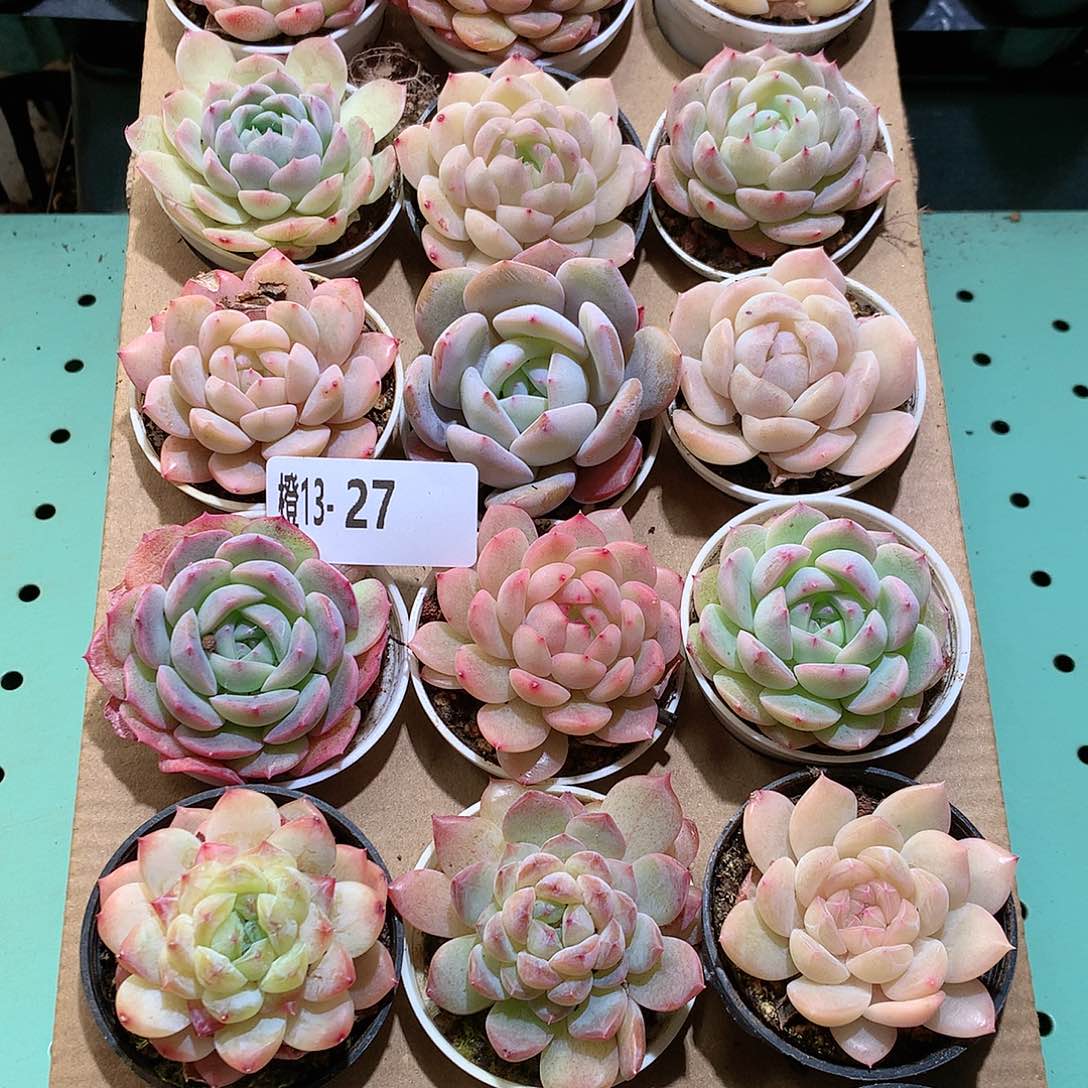 13-27一物一拍带盆18颗。