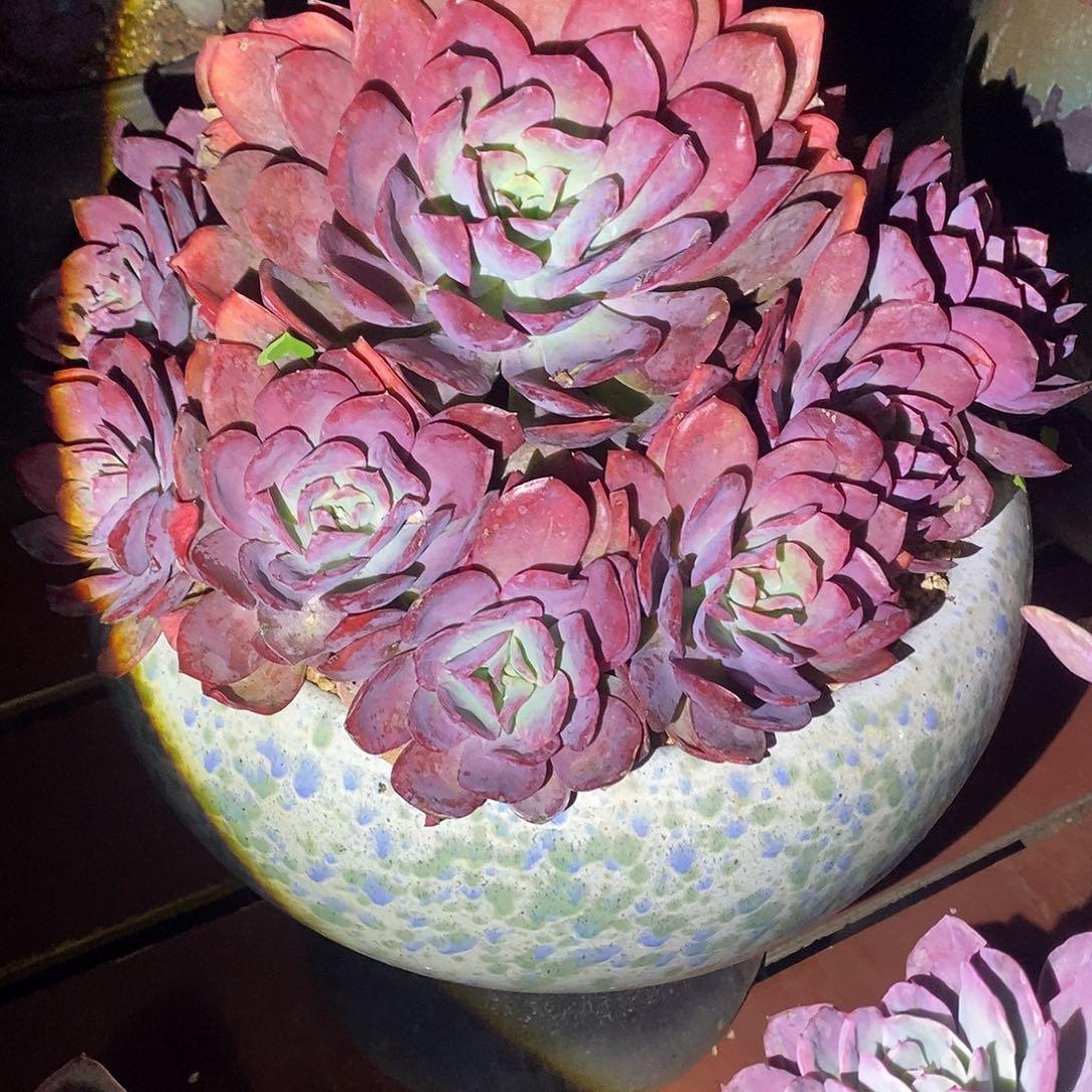 阑***院花仙子多肉植物包邮到家