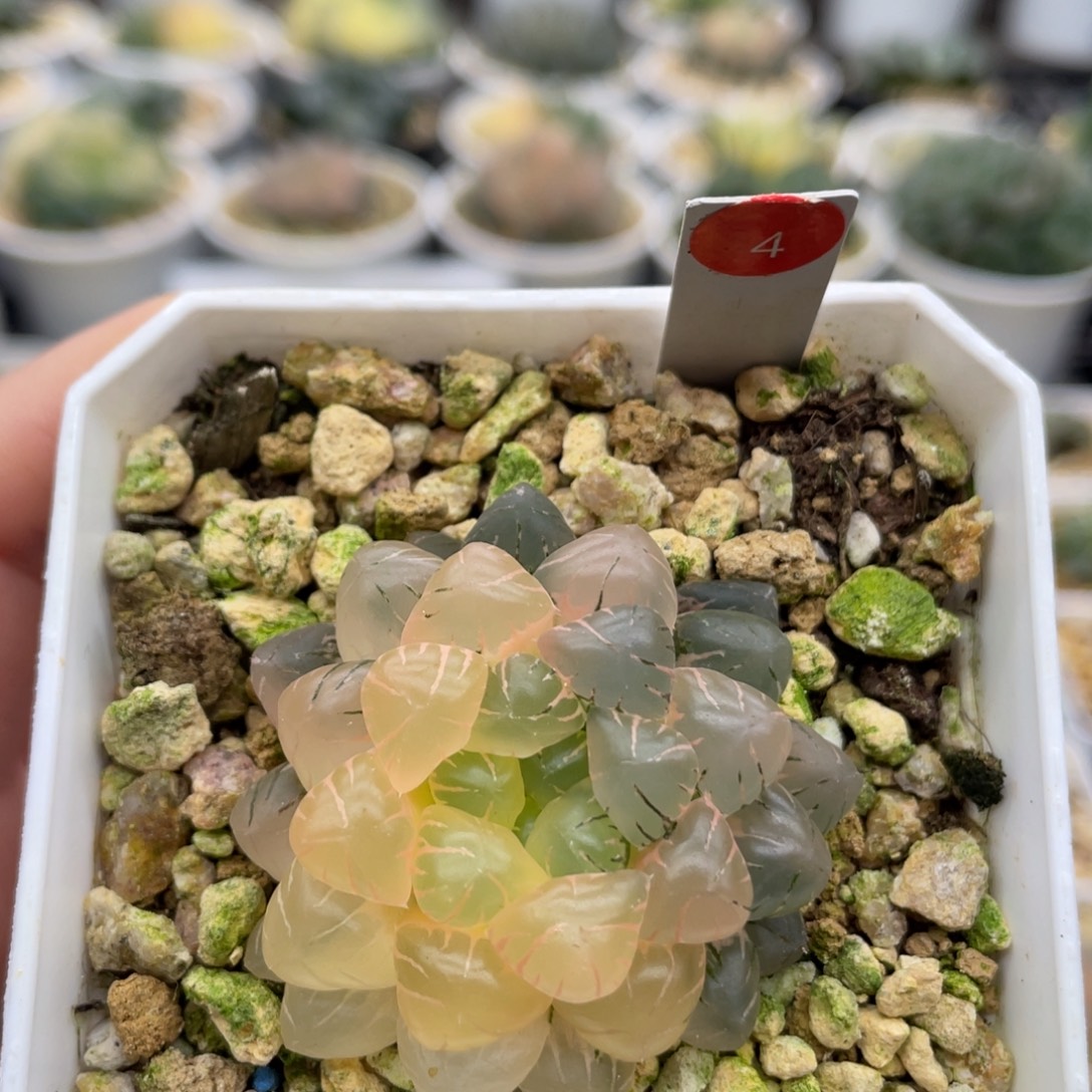 4 冰灯玉露锦 小蔡的菜园