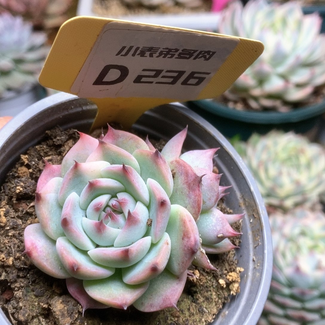 236锦锦锦锦锦锦锦锦