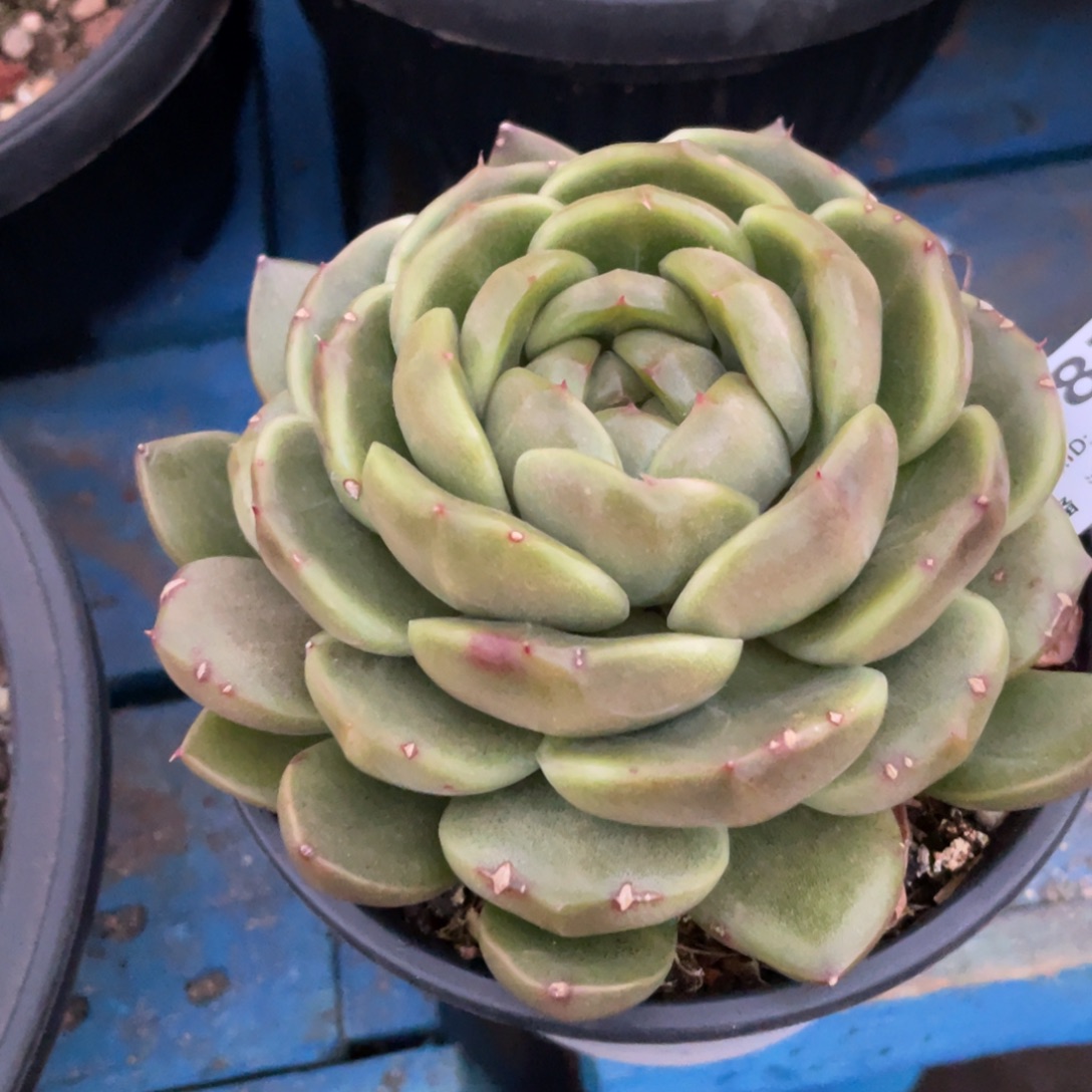 无花朵若茹东云单拍B877