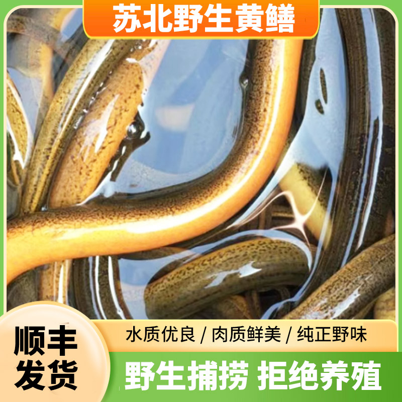 (活发)0.1钱-0.9钱之间盘龙鳝苏北野生黄鳝顺丰鲜活发货
