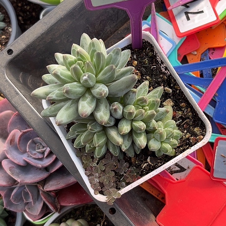 多肉植物伊卡鲁斯819