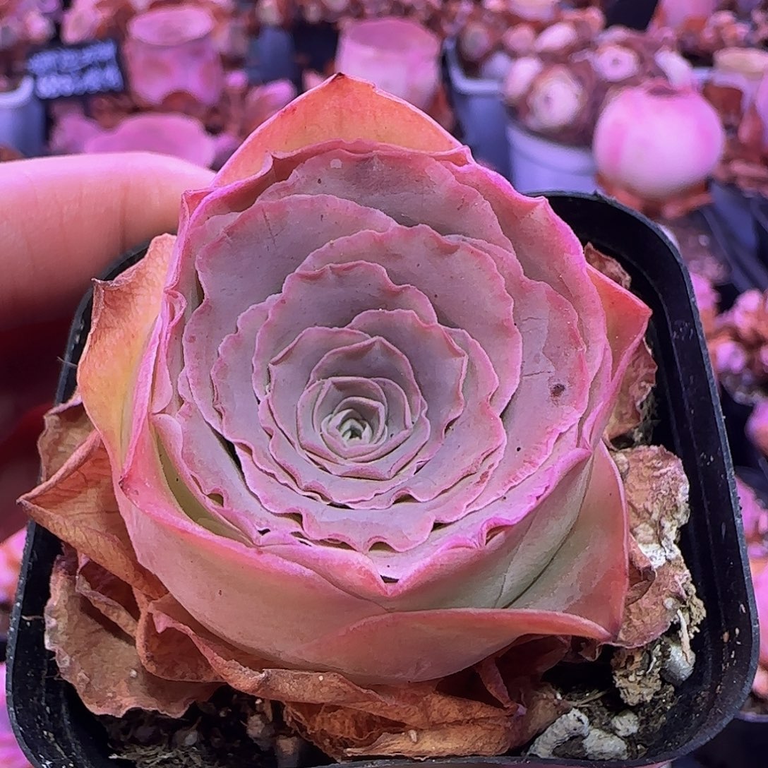 蕾丝衫子 玻璃心慎拍非偏远包邮